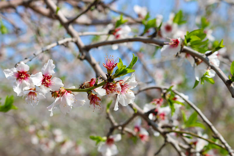 Almond tree blooms in Tu Bishvat – Pic by Renana from Renana’s Kitchen
