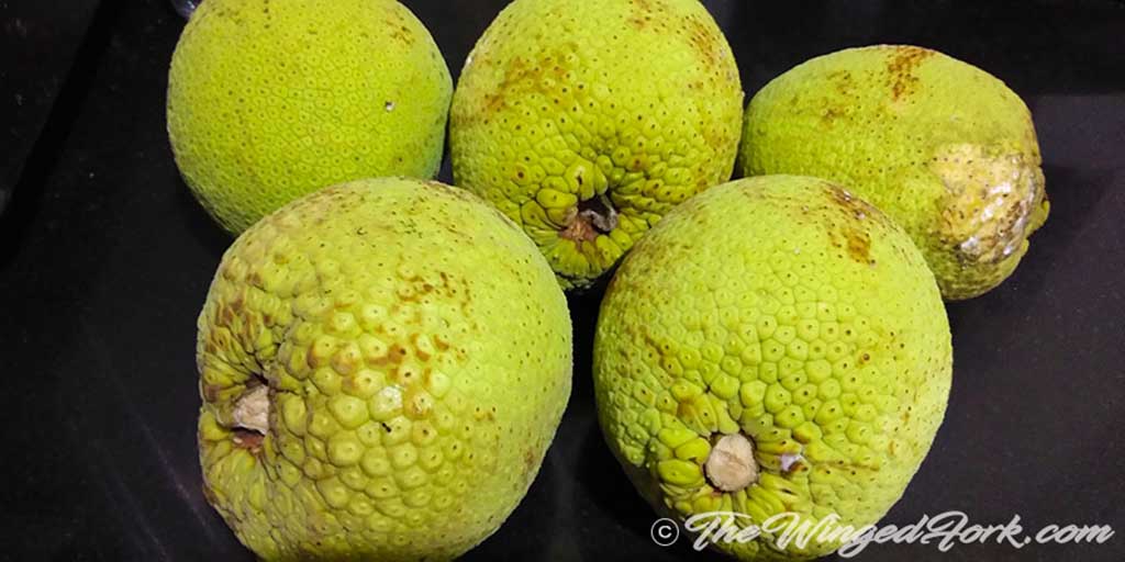 Breadfruit - Pic by Abby from AbbysPlate.