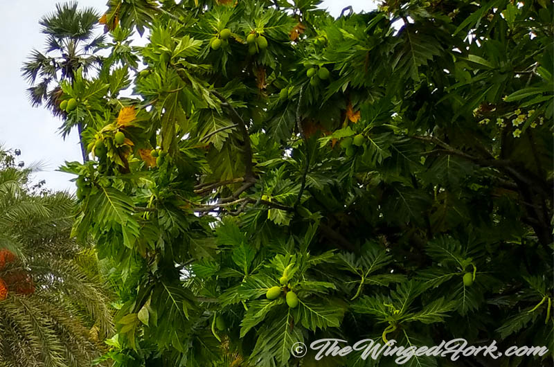 Close up view of the breadfruit tree with fruit.